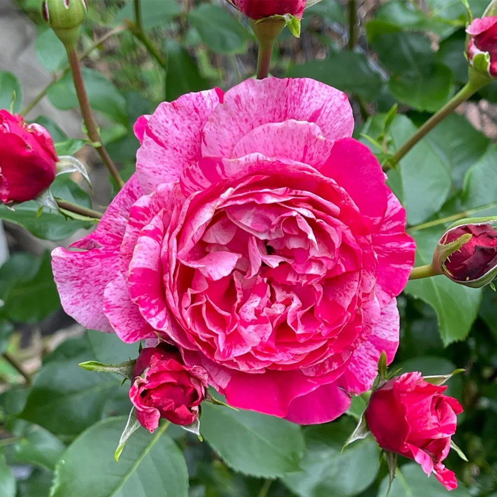 French Florist Climbing Rose Inspired by Ines Sastre Rose Bush For