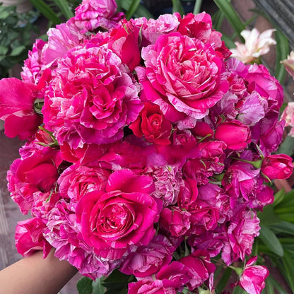 French Florist Climbing Rose Inspired by Ines Sastre