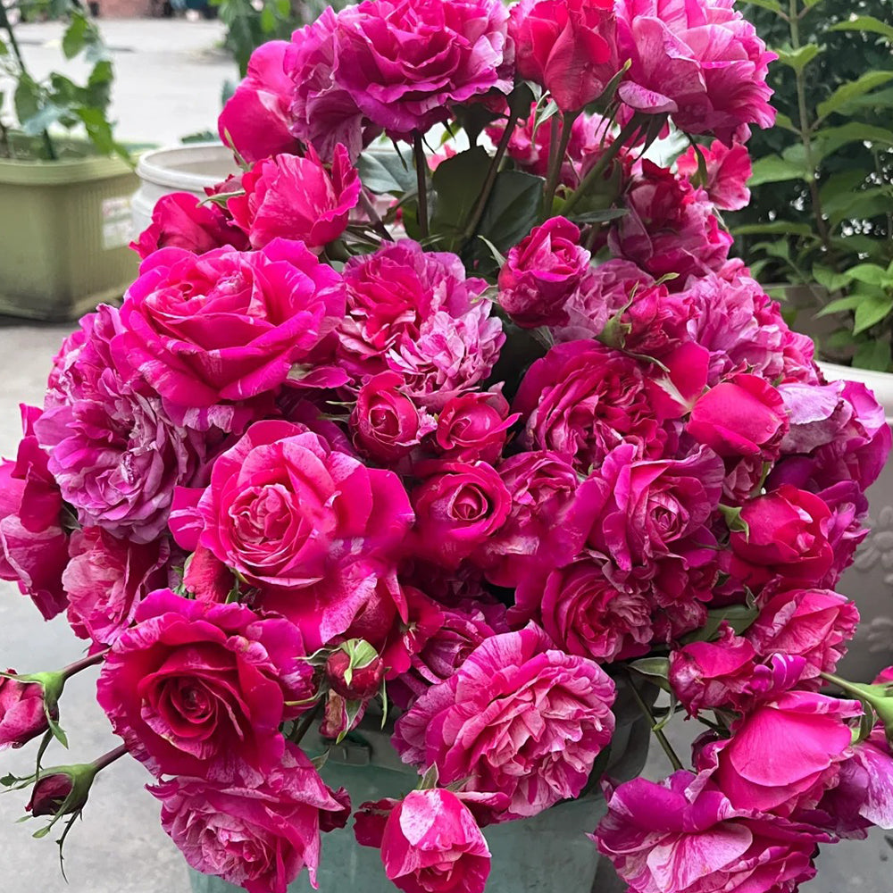 French Florist Climbing Rose Inspired by Ines Sastre