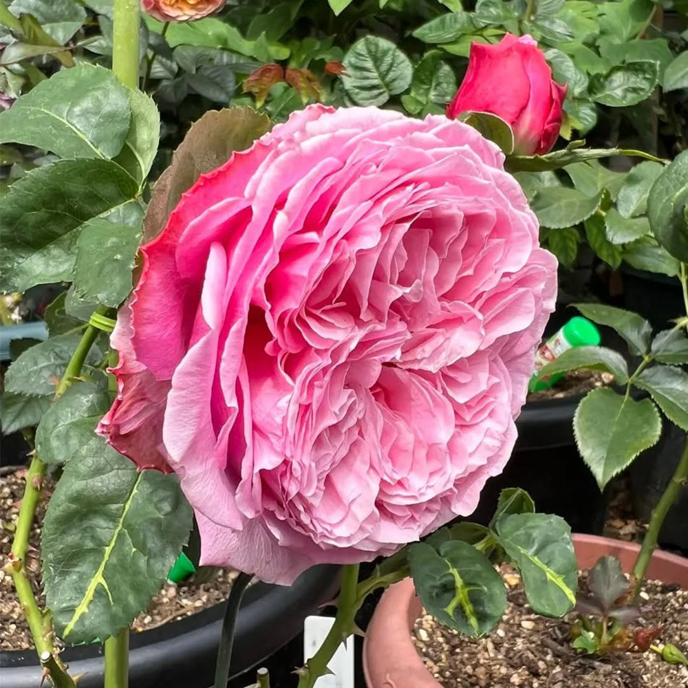 Iroha Japanese Florist Shrub Rose – Highgarden Roses