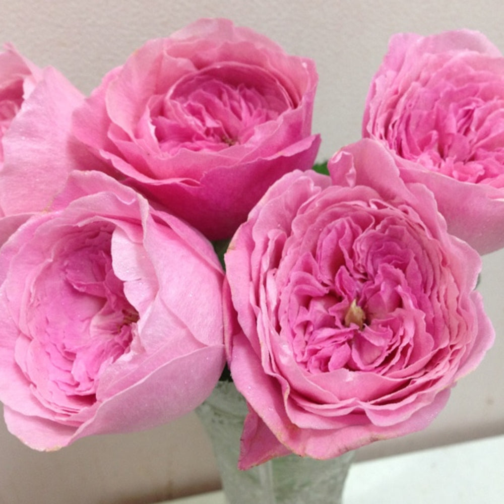 Iroha Japanese Florist Shrub Rose – Highgarden Roses