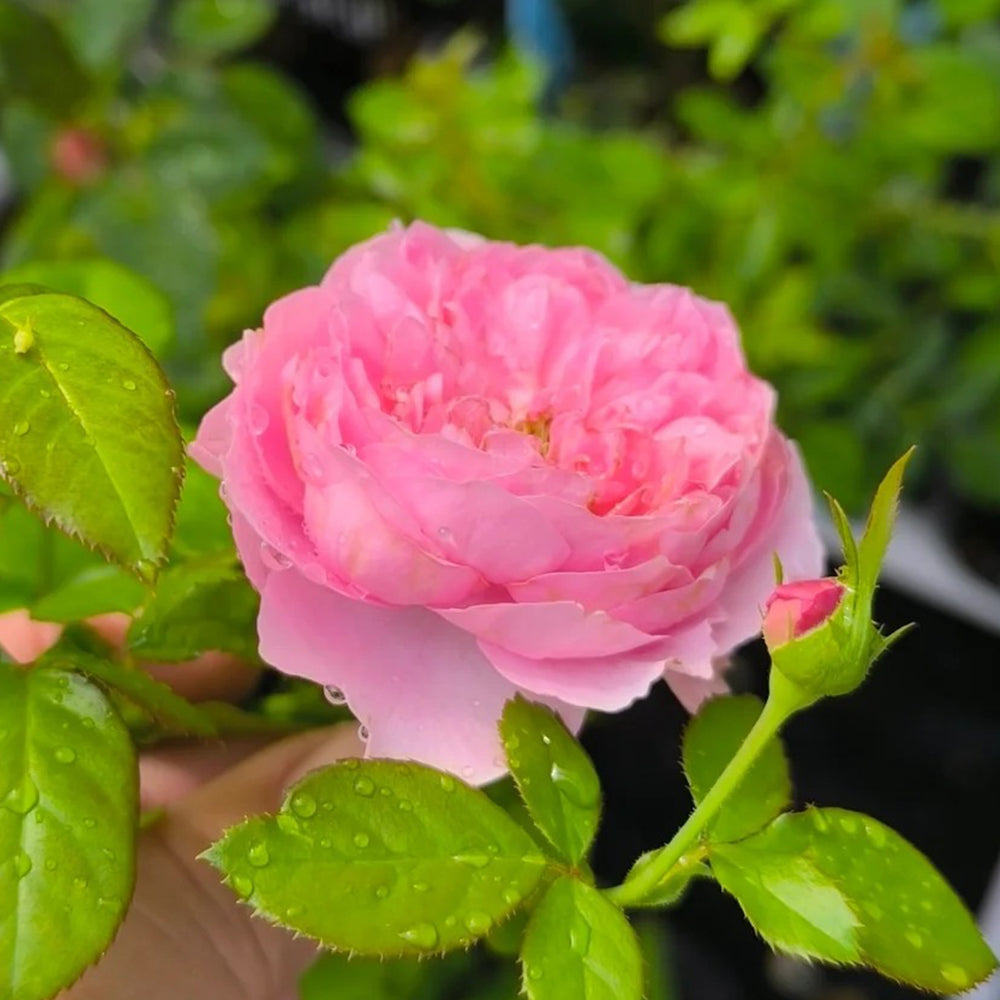 Iroha Japanese Florist Shrub Rose