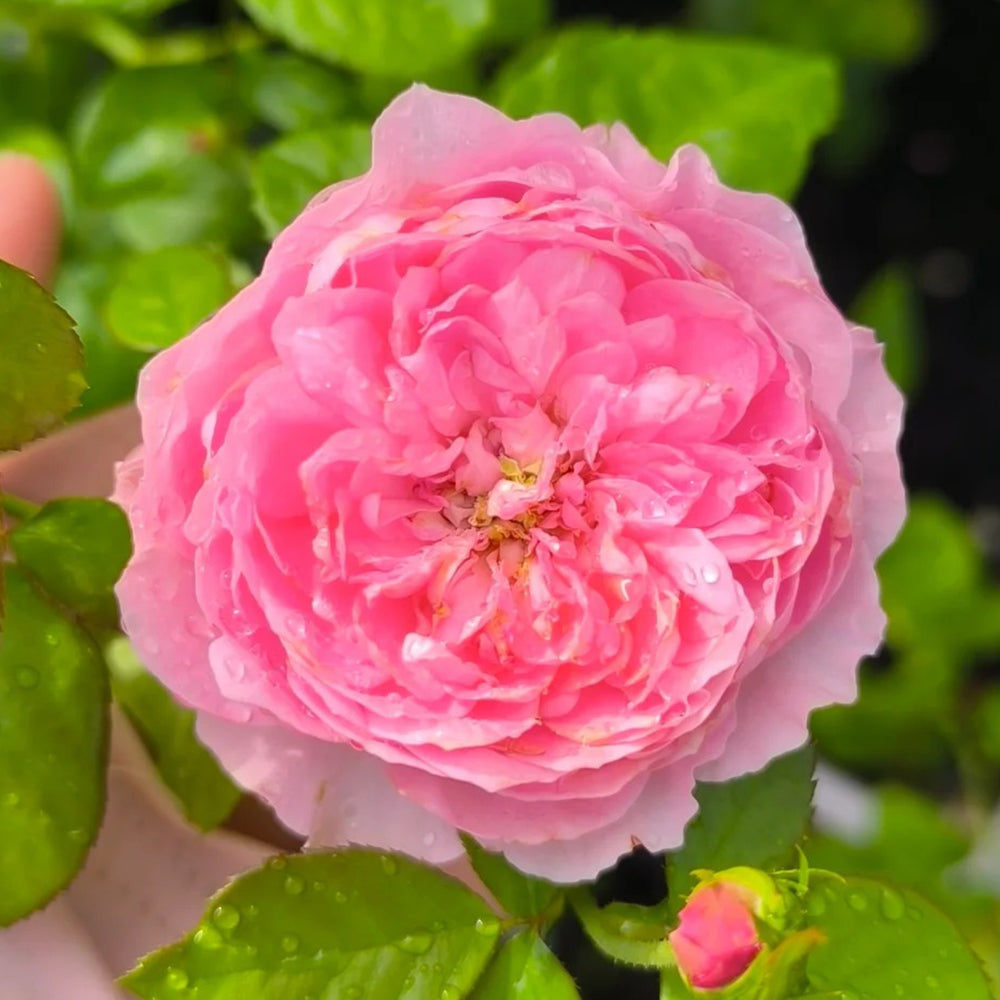 NO.08 りぼん　ローズピンク Iroha Japanese Florist Shrub Rose – Highgarden Roses