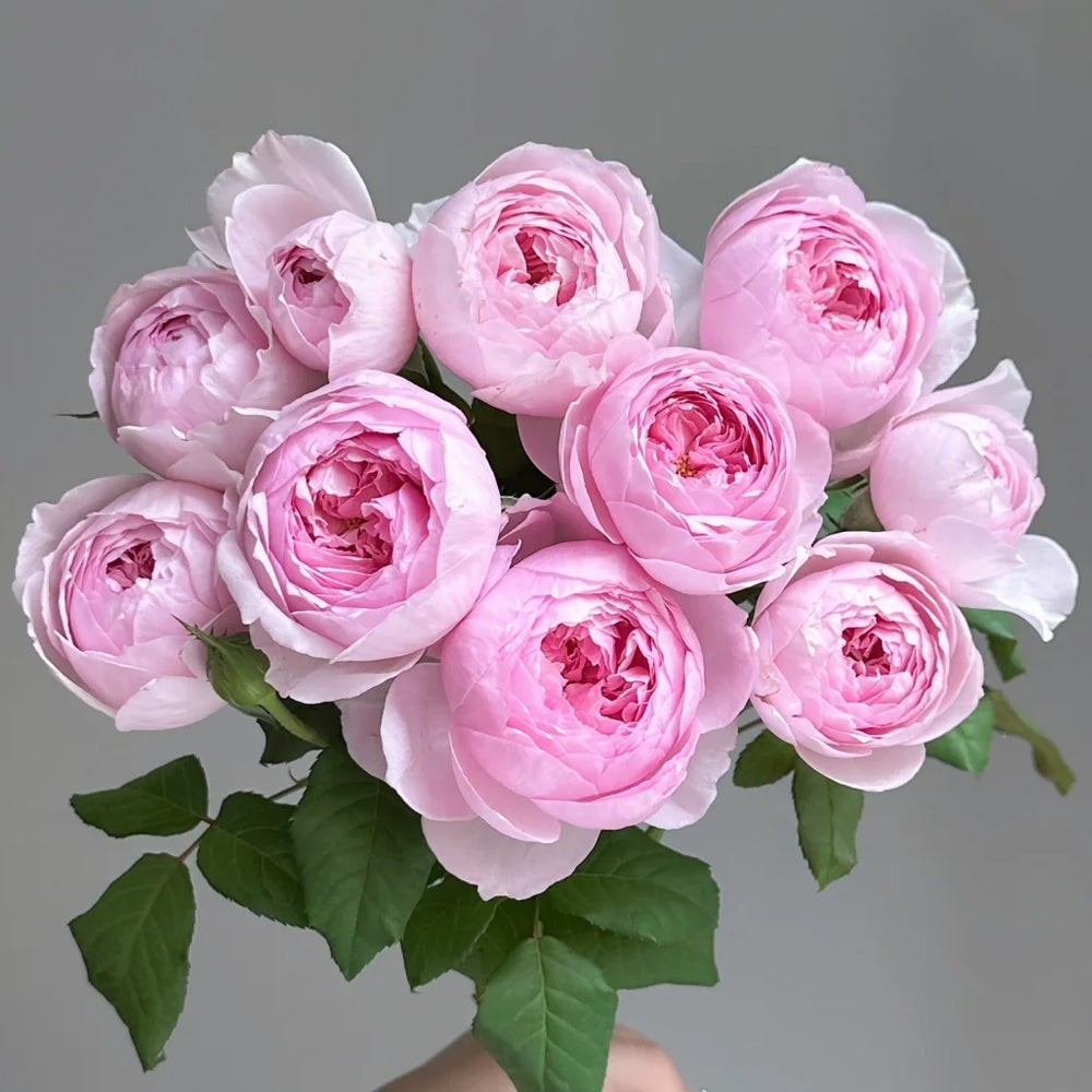 Jade Charm Chinese Florist Shrub Rose Bush For Sale – Highgarden Roses