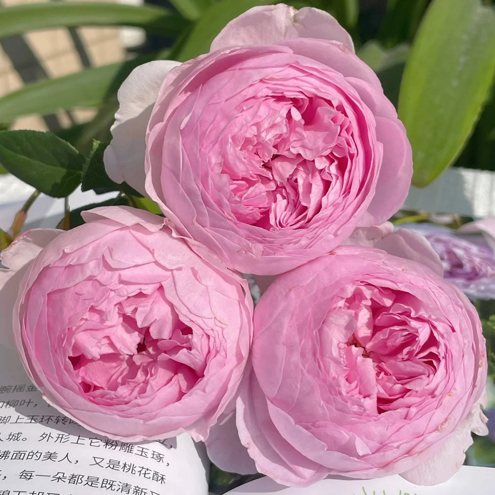 Jade Charm Chinese Florist Shrub Rose Bush For Sale – Highgarden Roses