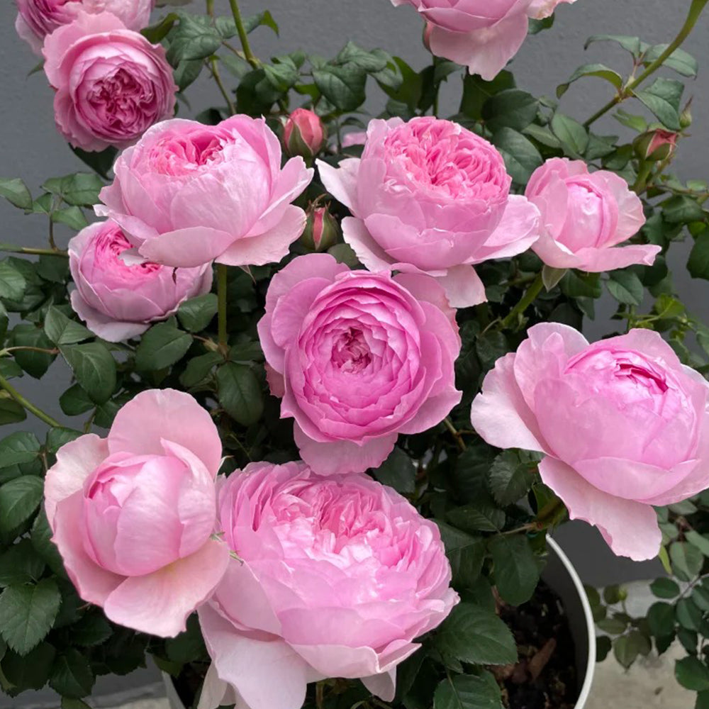 Jade Charm Chinese Florist Shrub Rose Bush For Sale – Highgarden Roses