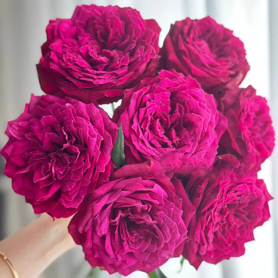 New Arrivals Rose Bushes | Rare Own Root Garden Roses – Highgarden Roses