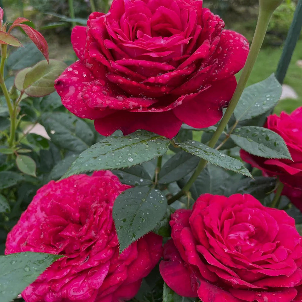 Janice Kellogg French Florist Shrub Rose