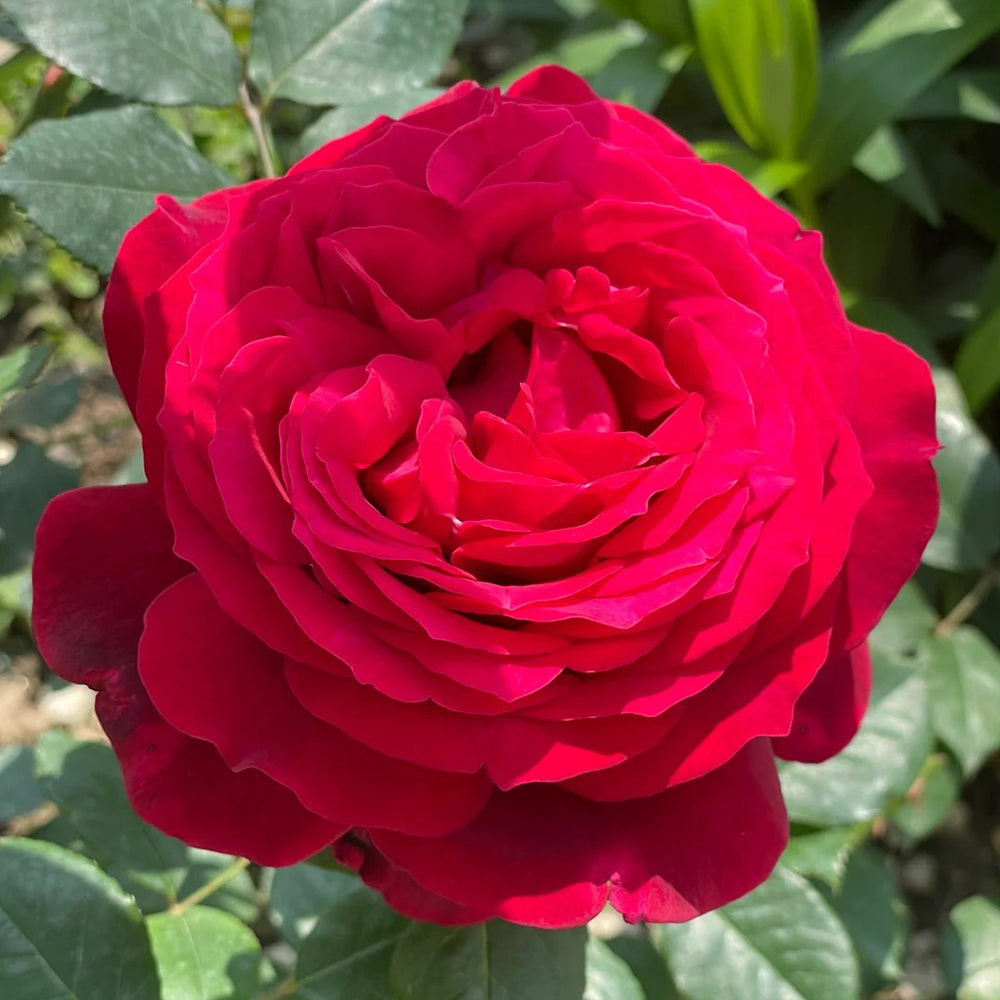 Janice Kellogg French Florist Shrub Rose