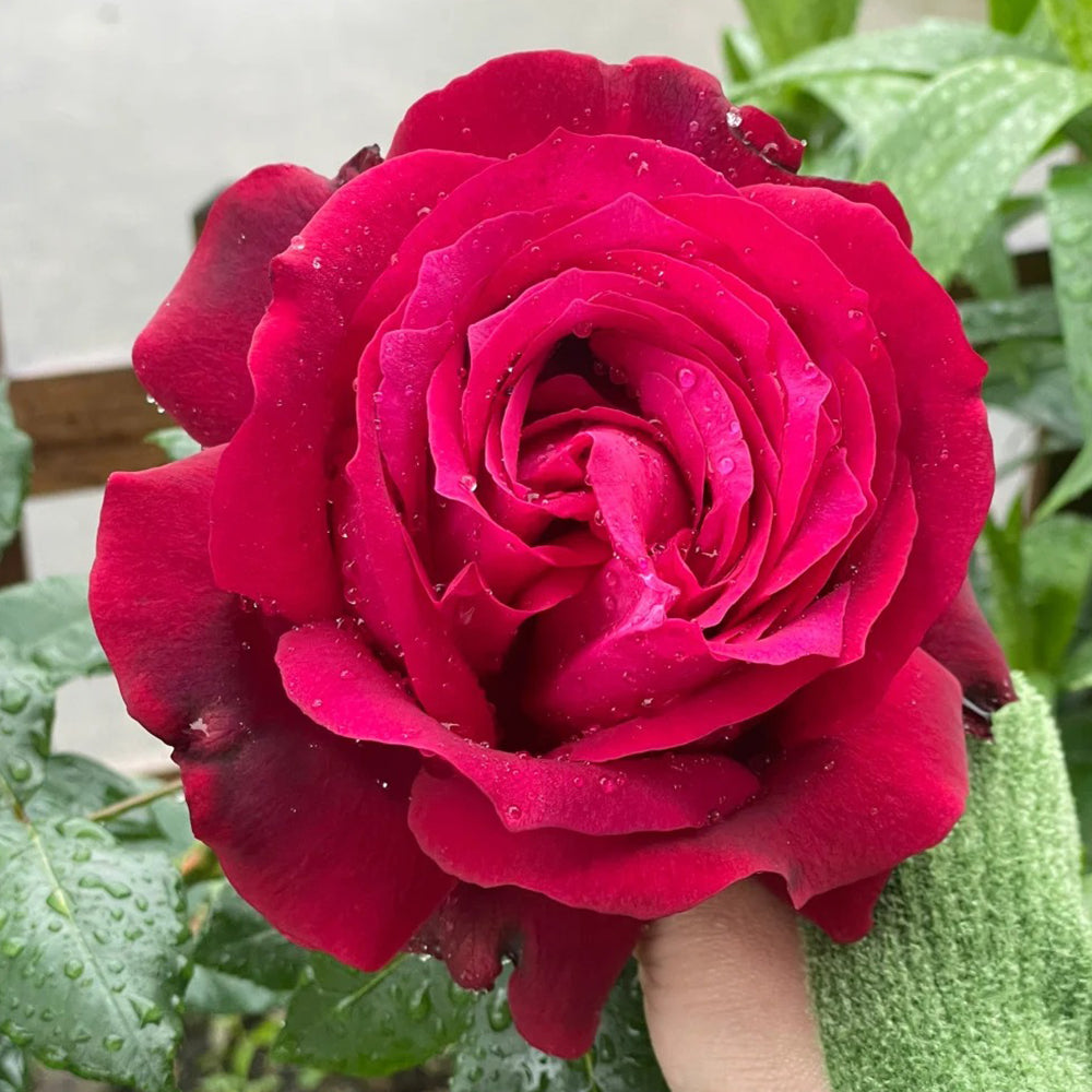 Janice Kellogg French Florist Shrub Rose