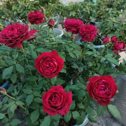 Janice Kellogg French Florist Shrub Rose