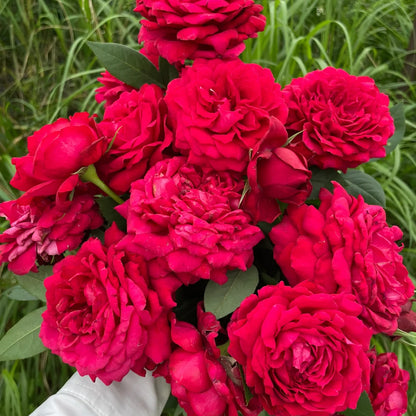 Janice Kellogg French Florist Shrub Rose