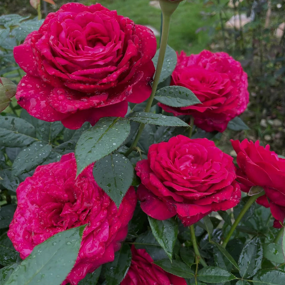 Janice Kellogg French Florist Shrub Rose