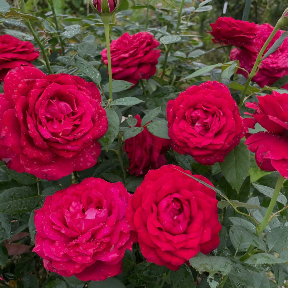 Janice Kellogg French Florist Shrub Rose