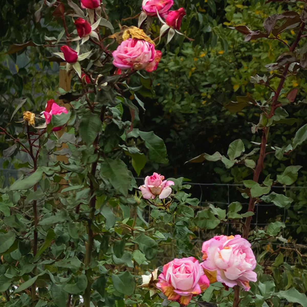 Jean Carles French Florist Shrub Rose
