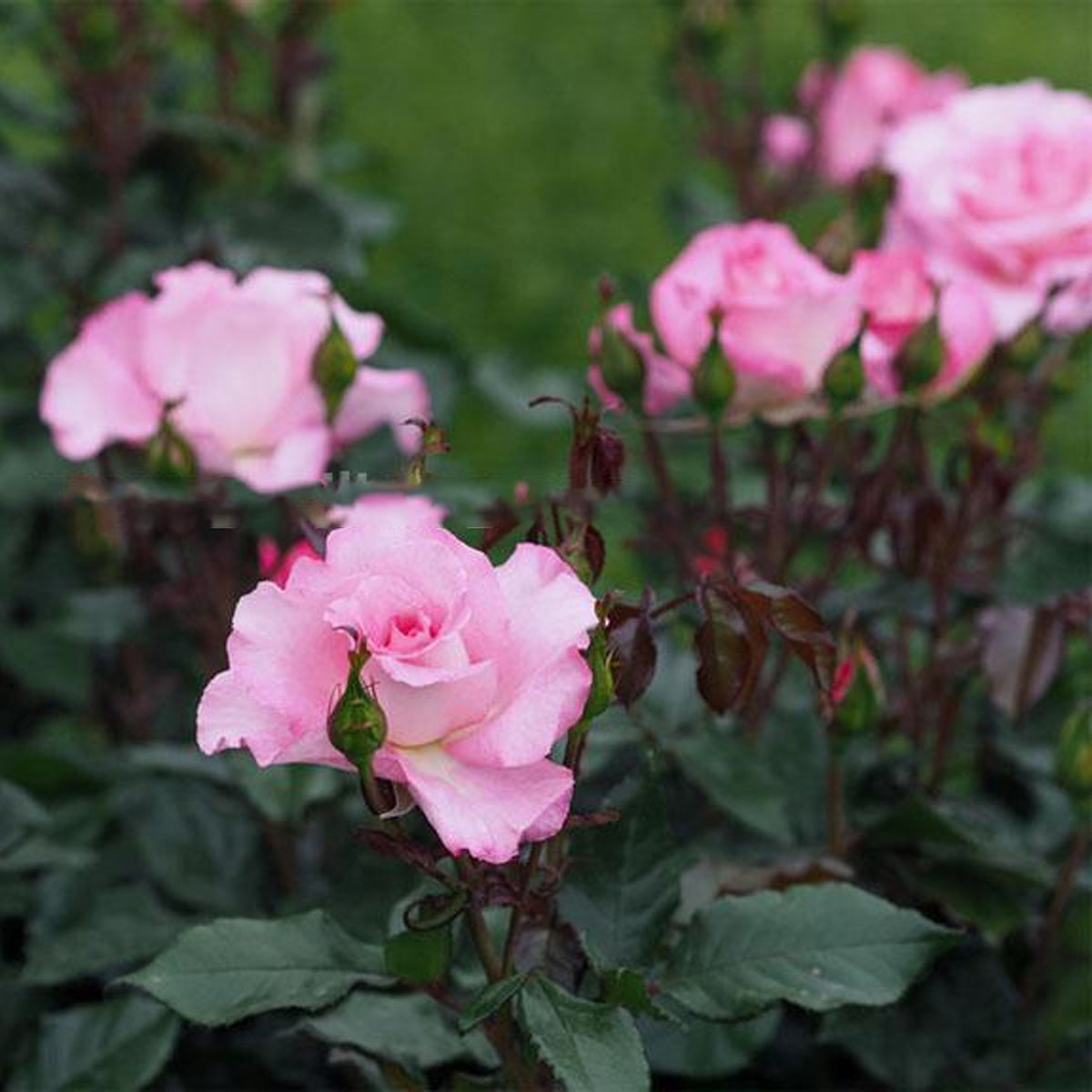 Jean Carles French Florist Shrub Rose