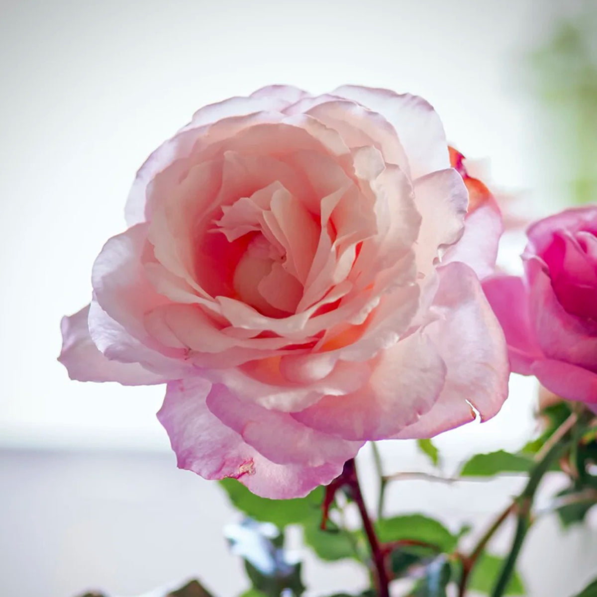 Jean Carles French Florist Shrub Rose
