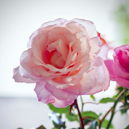 Jean Carles French Florist Shrub Rose