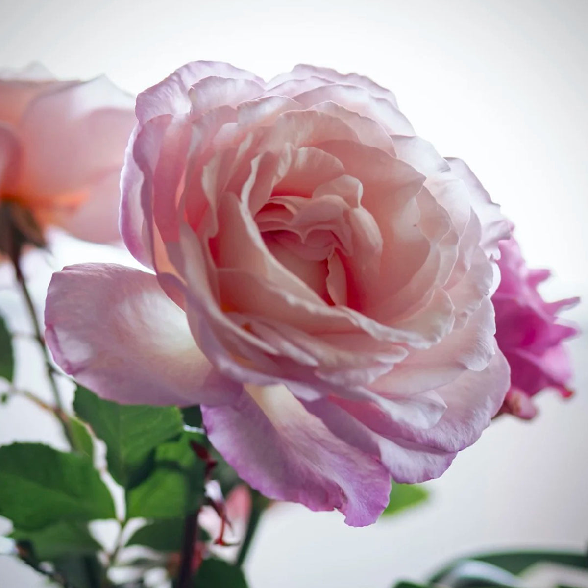 Jean Carles French Florist Shrub Rose