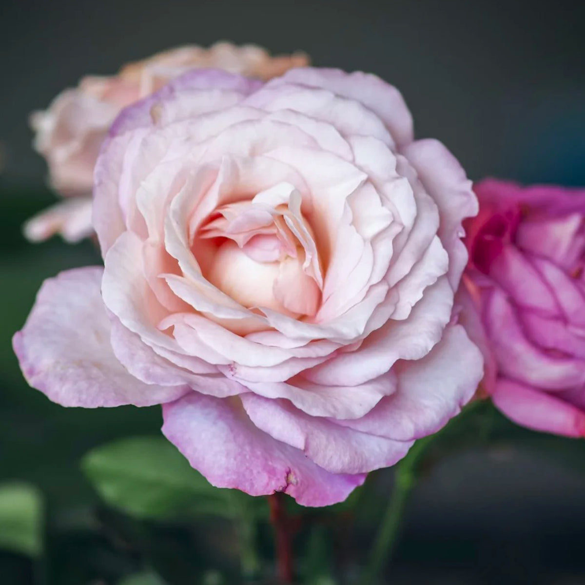 Jean Carles French Florist Shrub Rose