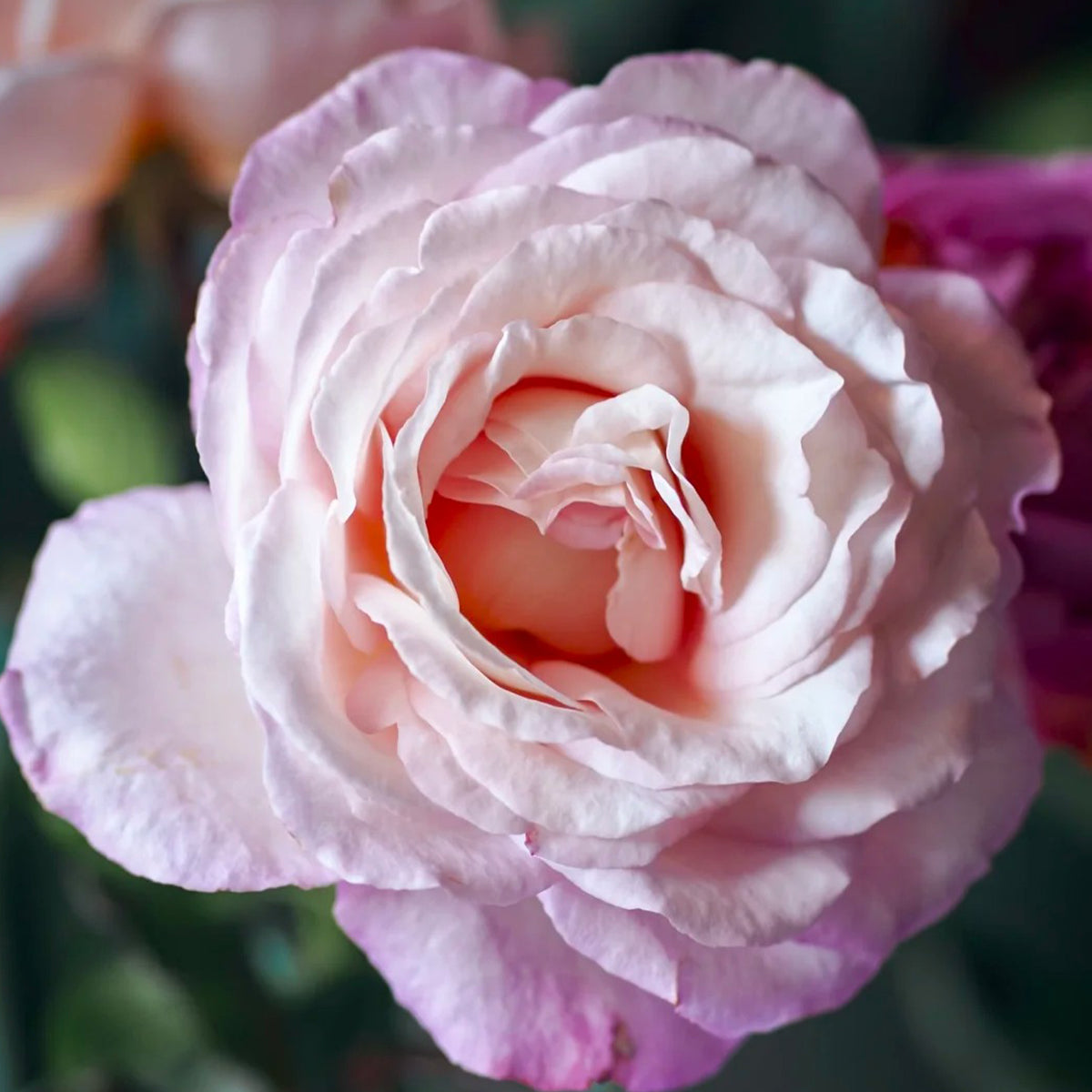 Jean Carles French Florist Shrub Rose