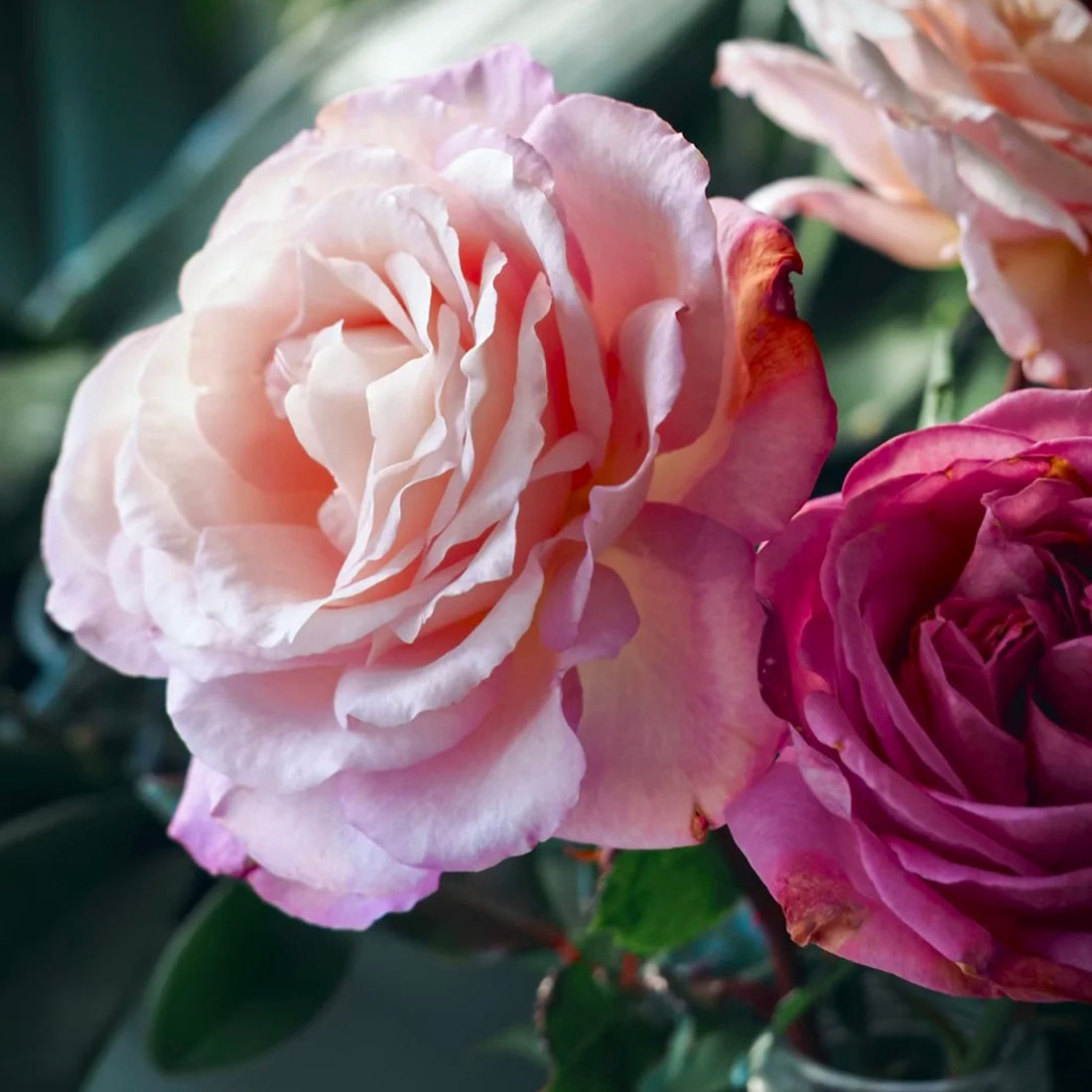 Jean Carles French Florist Shrub Rose