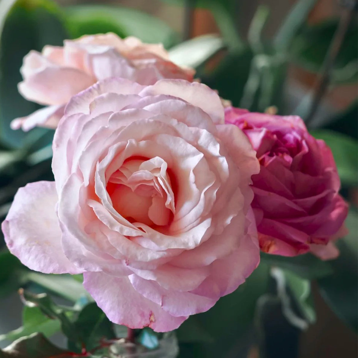 Jean Carles French Florist Shrub Rose