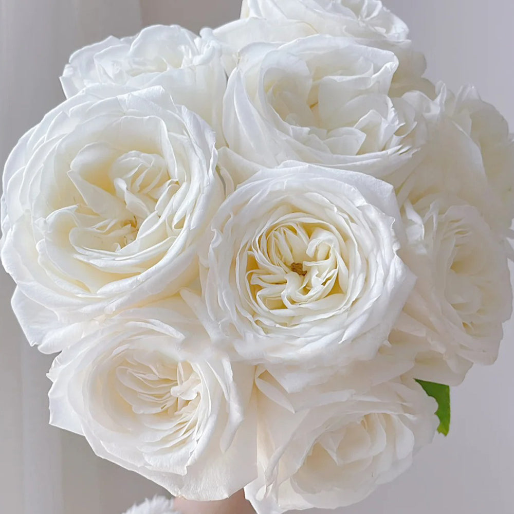 Jeanne Moreau French Florist Shrub Rose