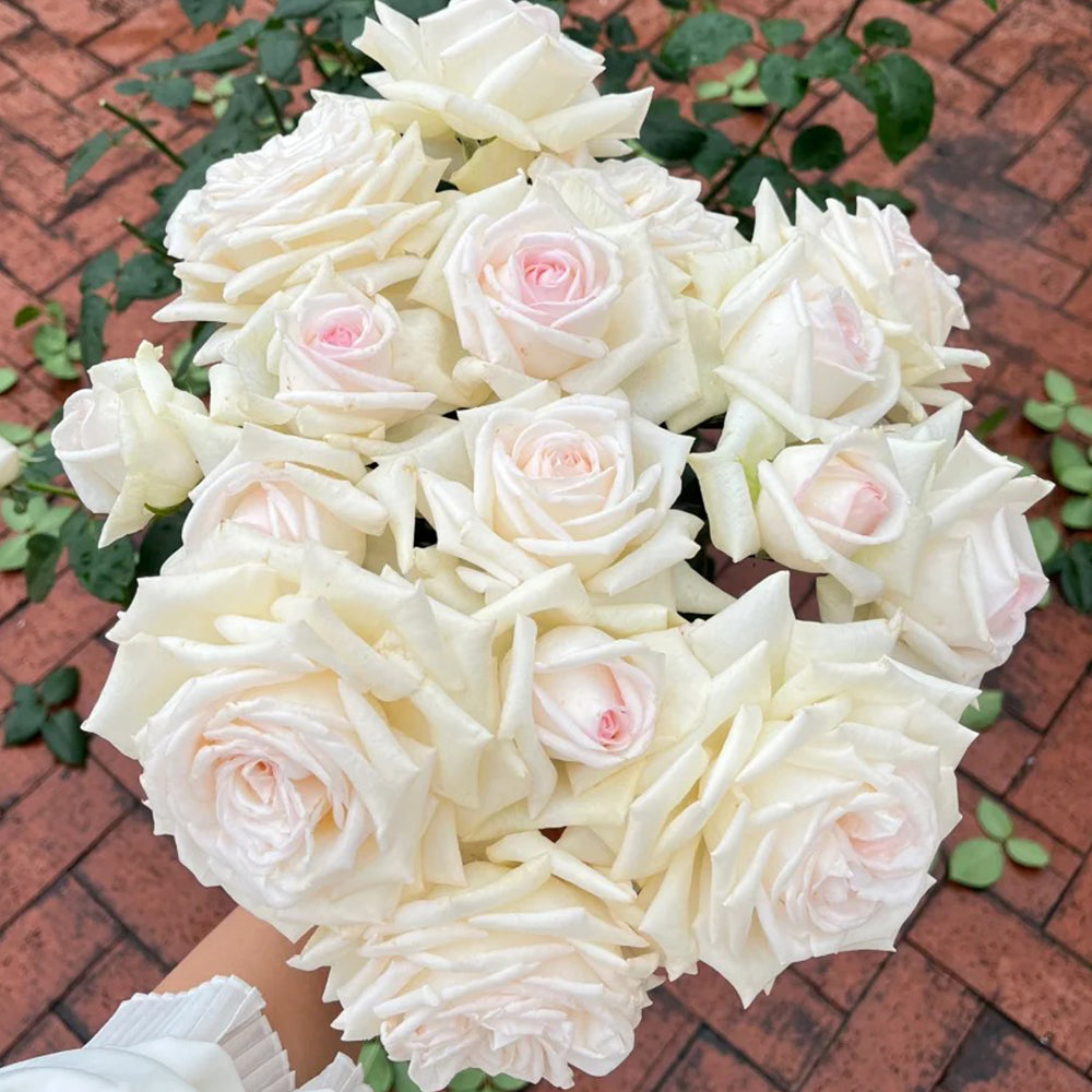 Jeanne Moreau French Florist Shrub Rose