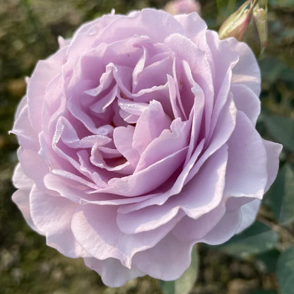 Jise Chinese Florist Shrub Rose