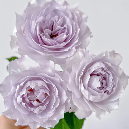 Jise Chinese Florist Shrub Rose