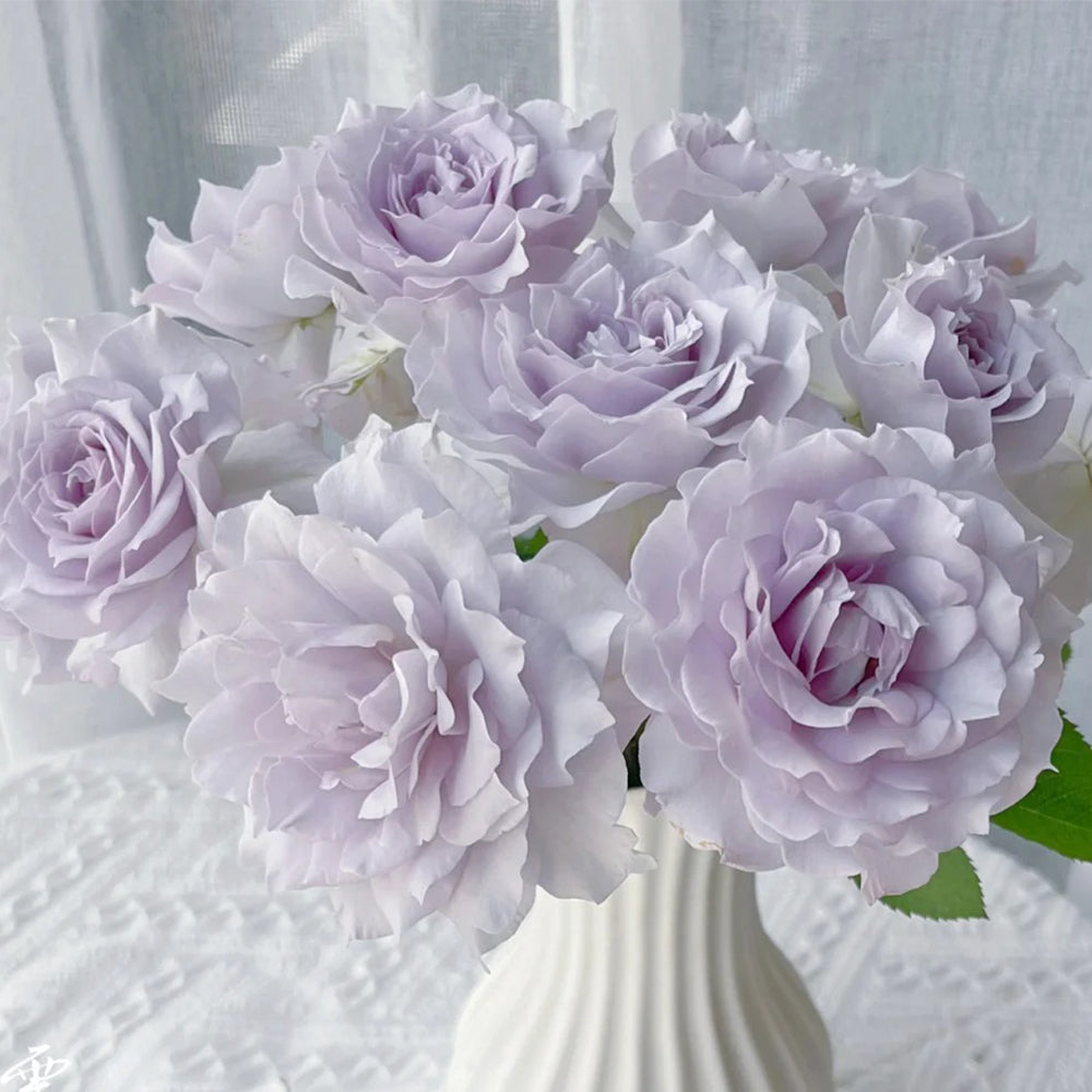 Jise Chinese Florist Shrub Rose – Highgarden Roses