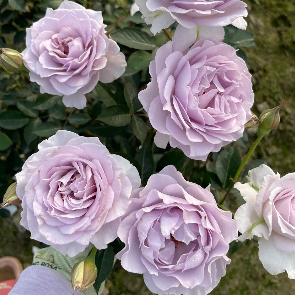 Jise Chinese Florist Shrub Rose