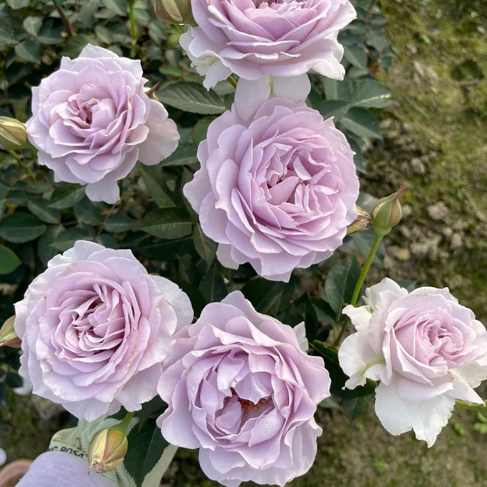 Jise Chinese Florist Shrub Rose