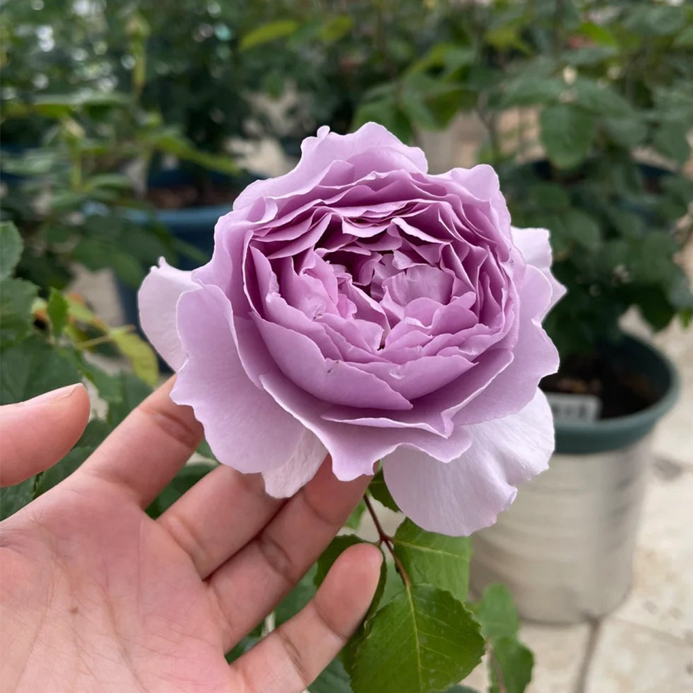 Jise Chinese Florist Shrub Rose