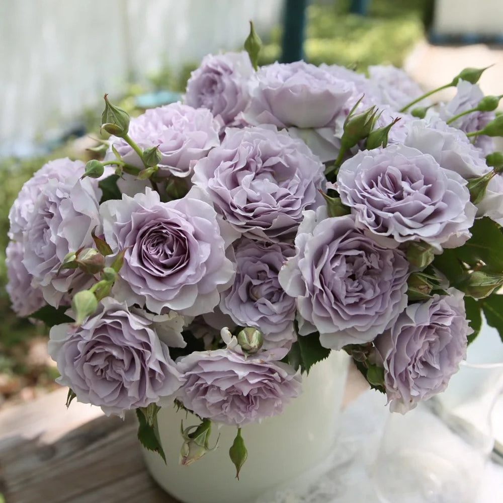 Jise Chinese Florist Shrub Rose