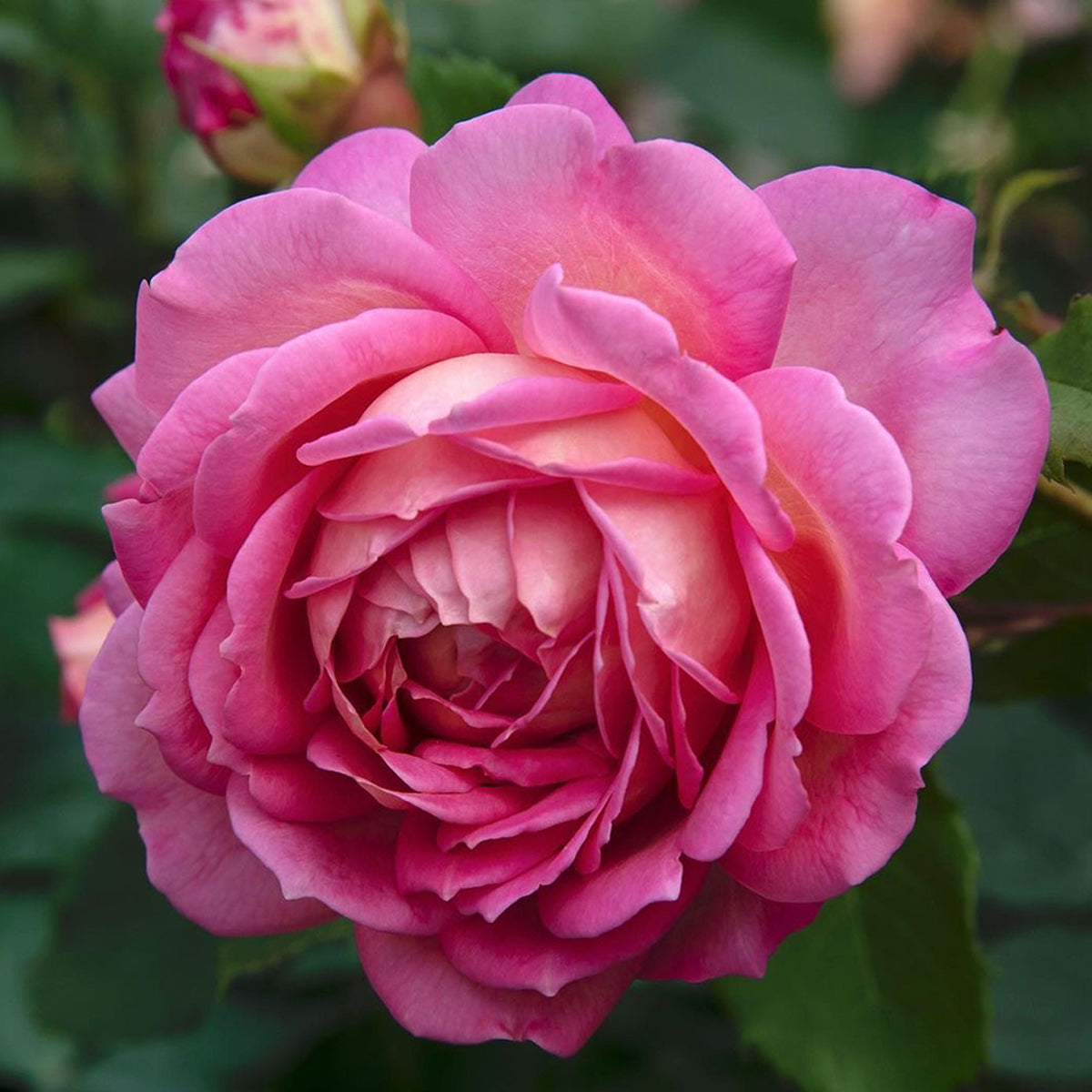 AUShunter Rose – English Garden Shrub Rose Live Plant