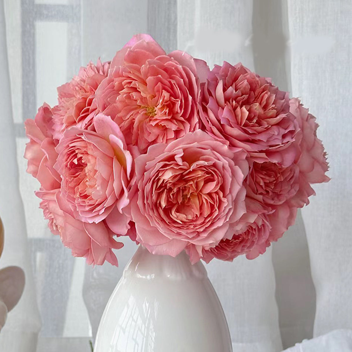 AUShunter Rose – English Garden Shrub Rose Live Plant | Highgarden