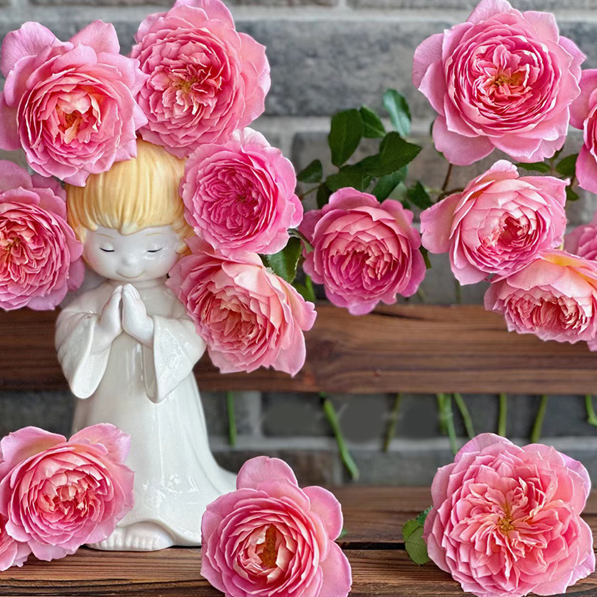 AUShunter Rose – English Garden Shrub Rose Live Plant | Highgarden