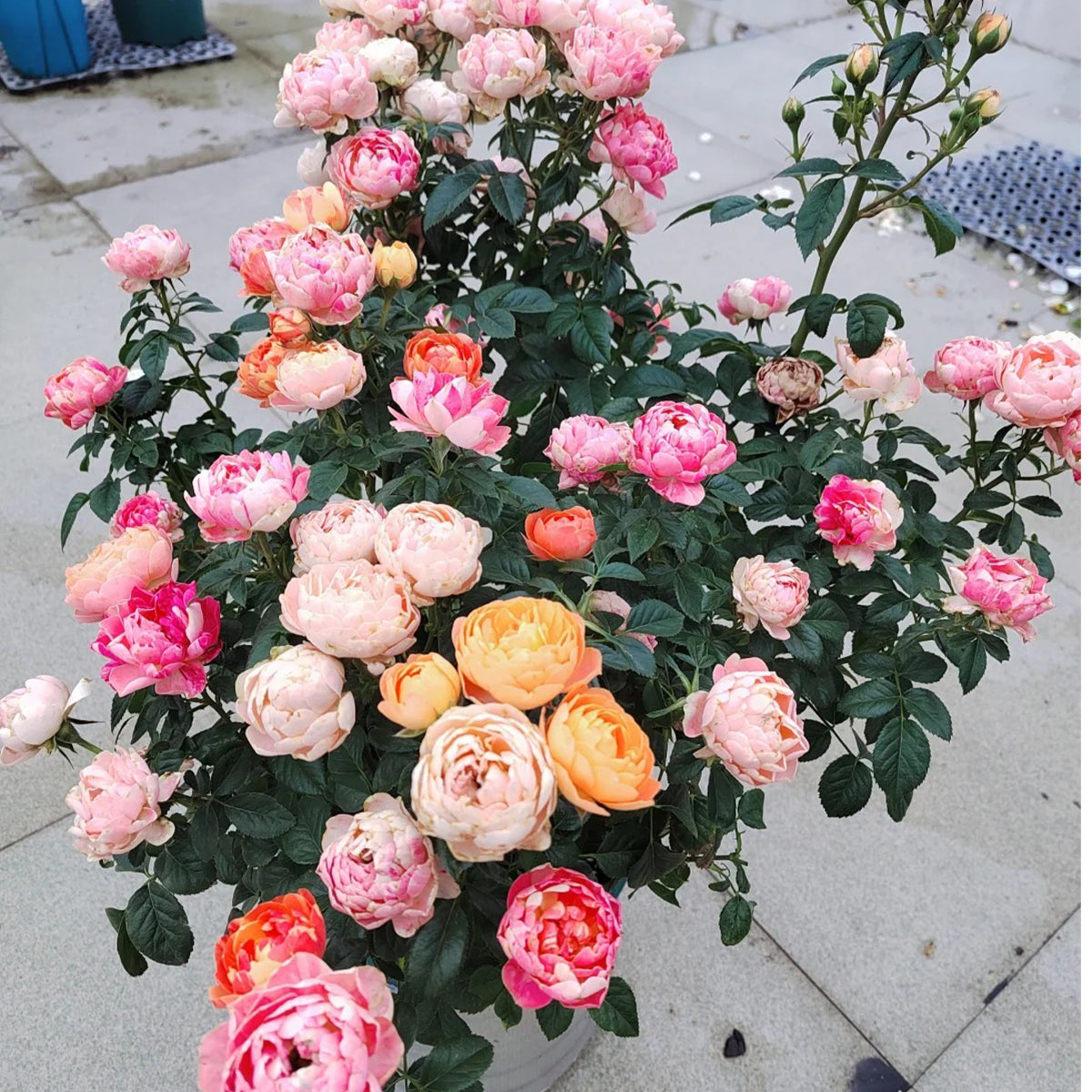 Juice Splash Florist Shrub Rose