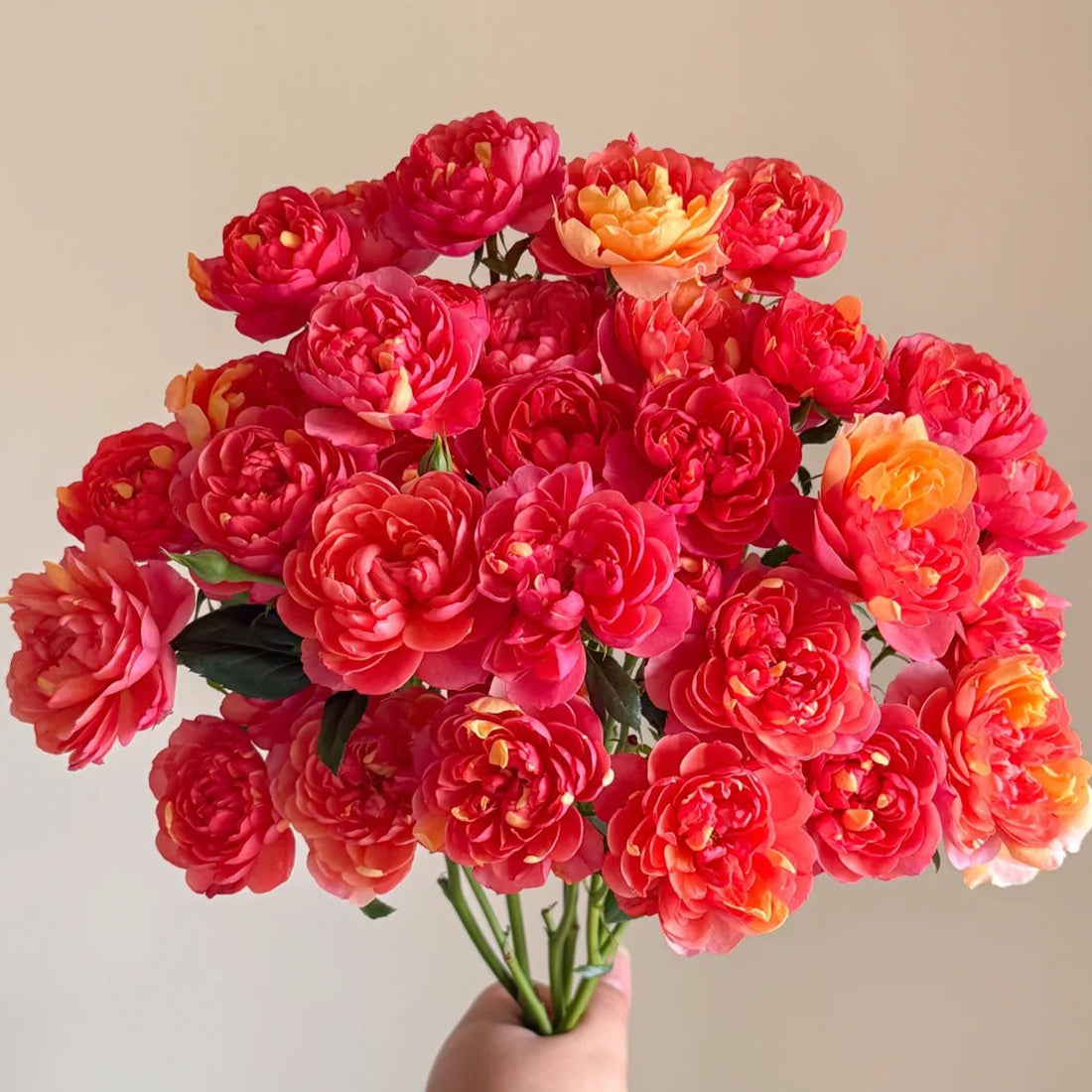 Juice Splash Florist Shrub Rose