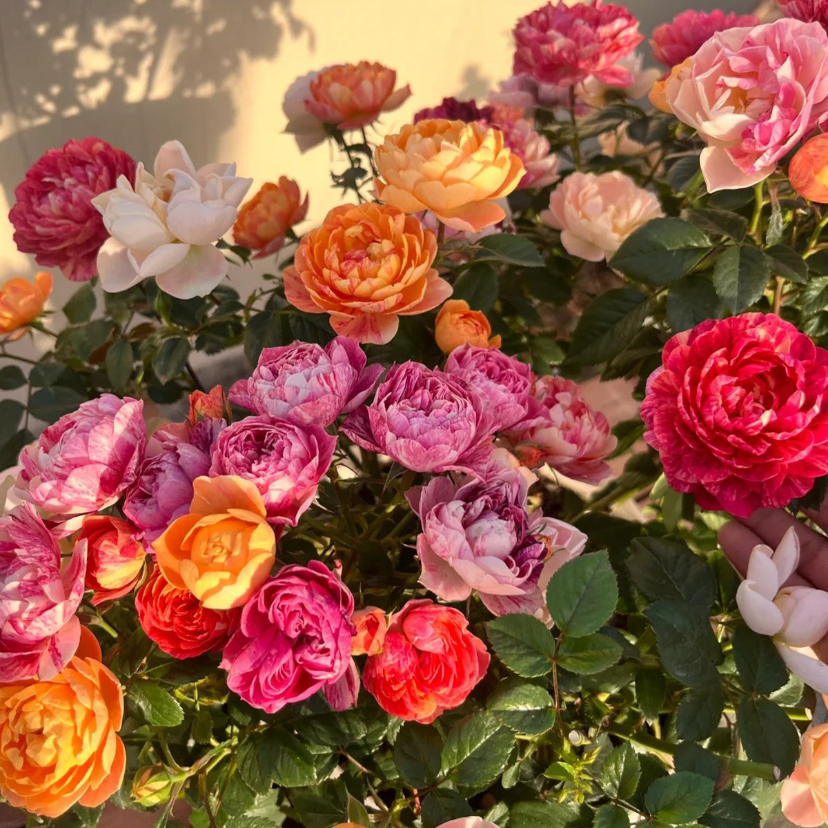 Juice Splash Florist Shrub Rose