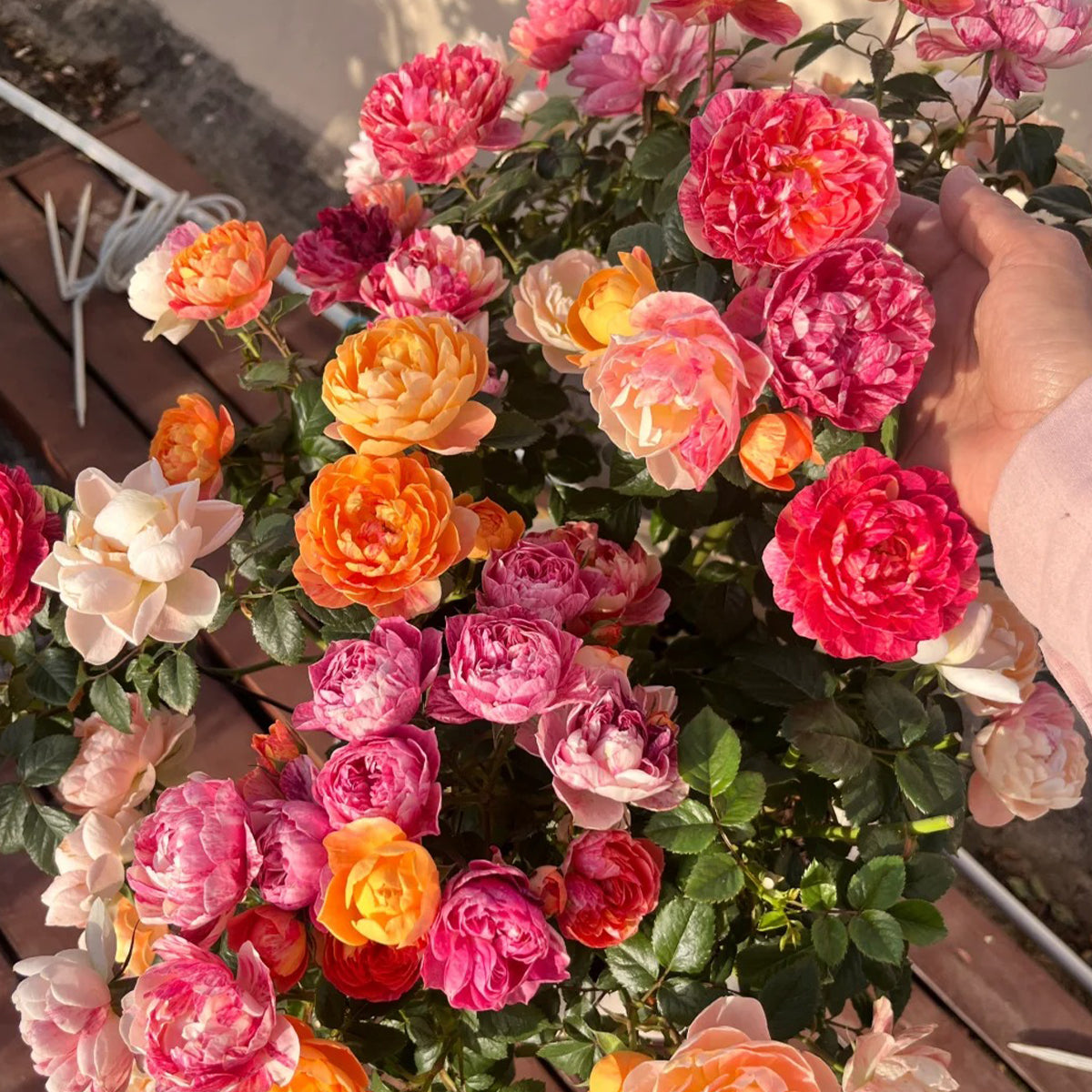 Juice Splash Florist Shrub Rose