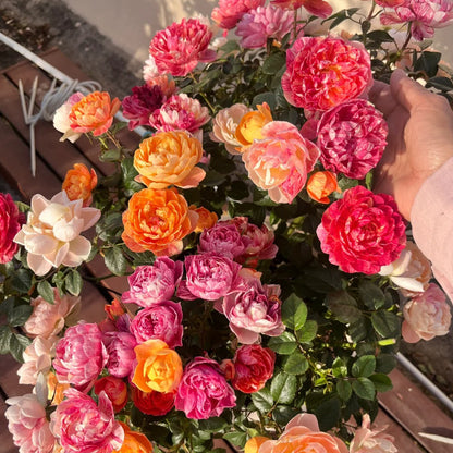 Juice Splash Florist Shrub Rose