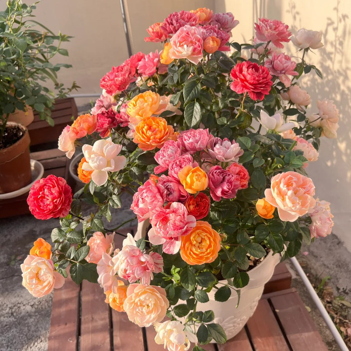 Juice Splash Florist Shrub Rose