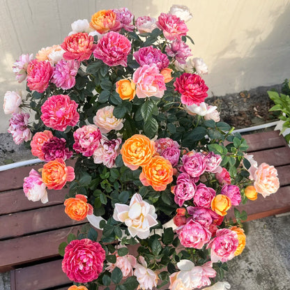Juice Splash Florist Shrub Rose