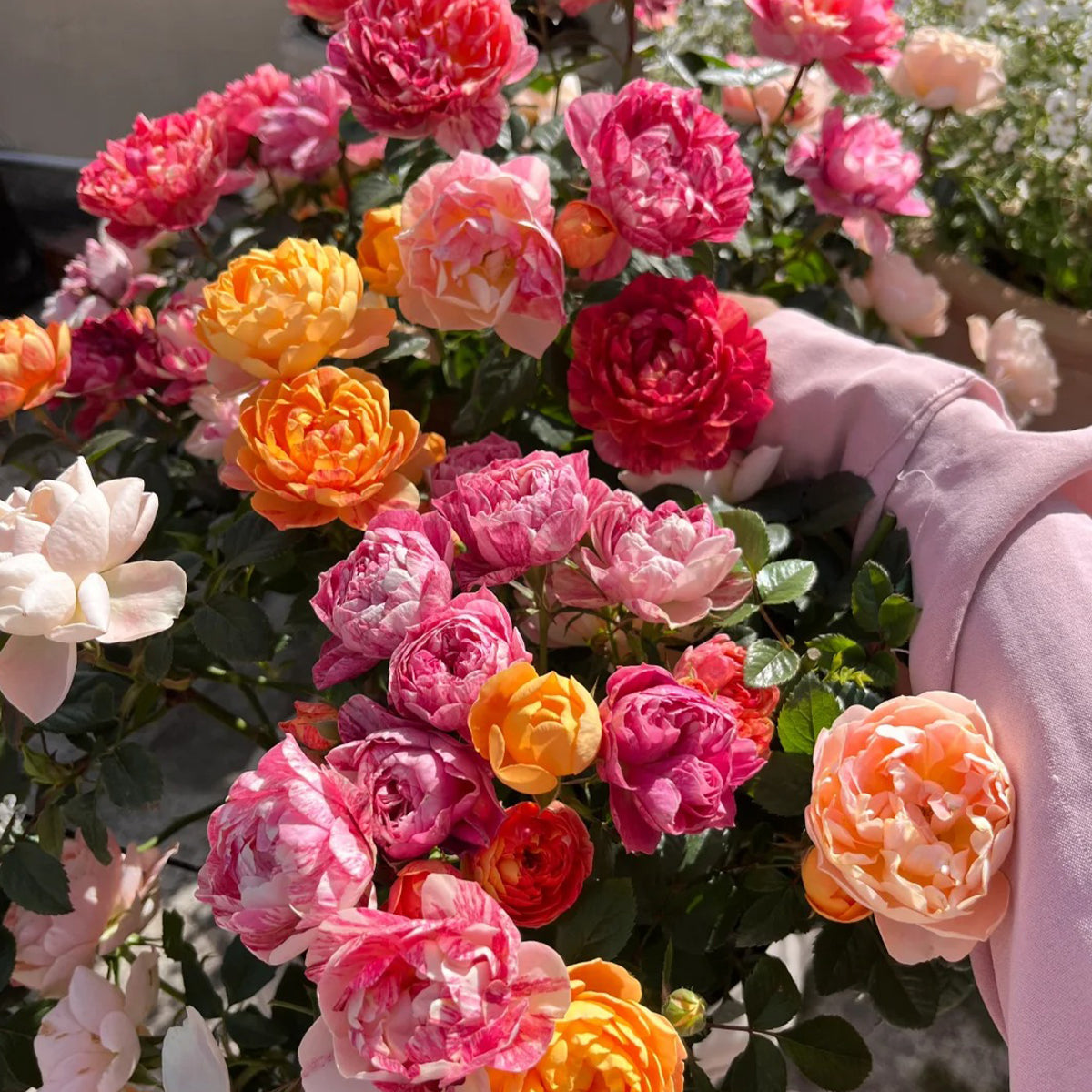 Juice Splash Florist Shrub Rose