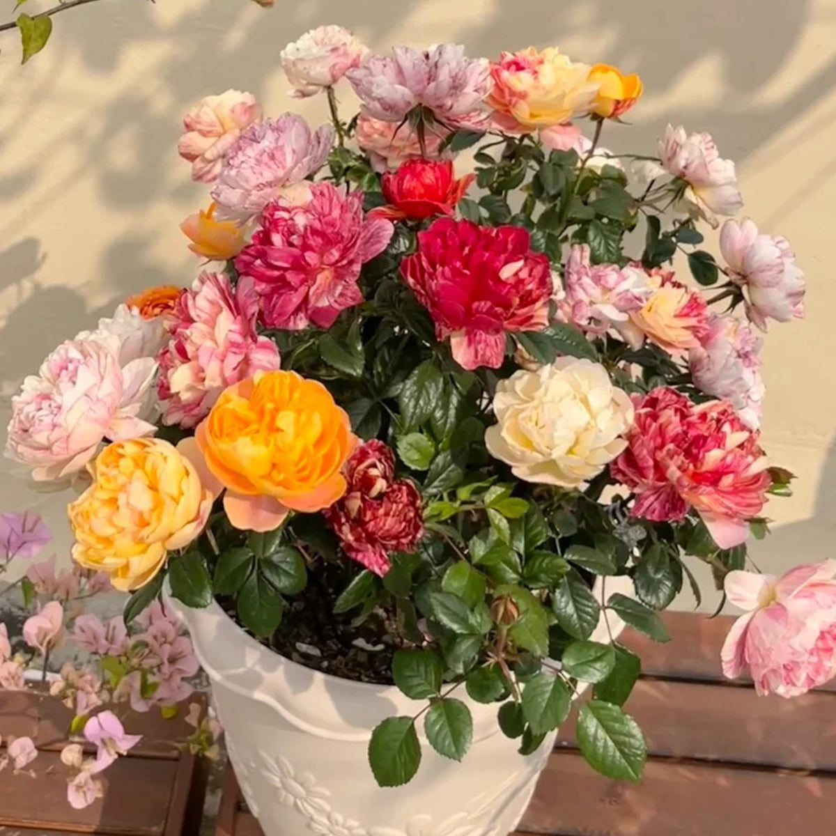 Juice Splash Florist Shrub Rose