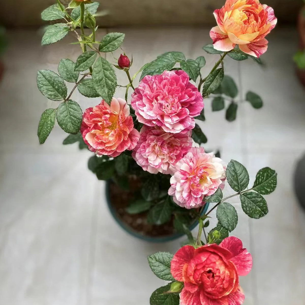 Juice Splash Florist Shrub Rose