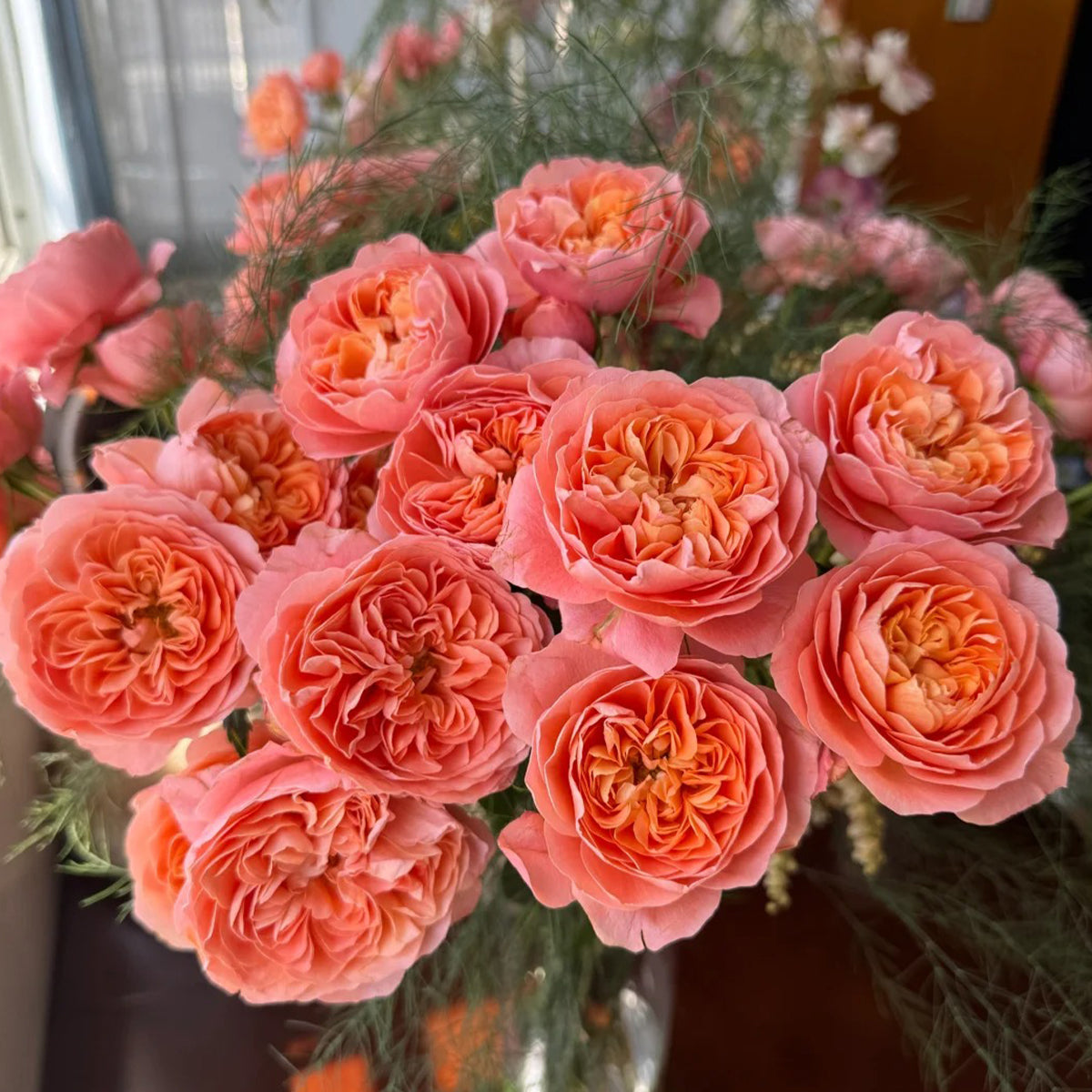 Juicy Apricot Dutch Florist Shrub Rose